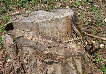 Двом закарпатцям загрожує до 7 років ув’язнення за незаконну порубку дерев у ландшафтному парку на Ужгородщині