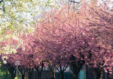 У Мукачеві розпочався сезон цвітіння сакур