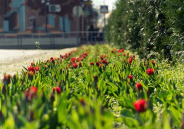 Другий рік поспіль у Мукачеві розквітла алея тюльпанів пам'яті Романа Жука