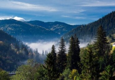 Суцільні рубки лісу в Карпатах будуть заборонені через три роки - постанова