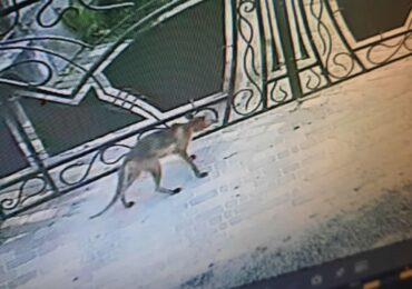 Відеофакт: лисиця, ймовірно, зі сказом напала на собаку у Вишкові, - СОЦМЕРЕЖІ