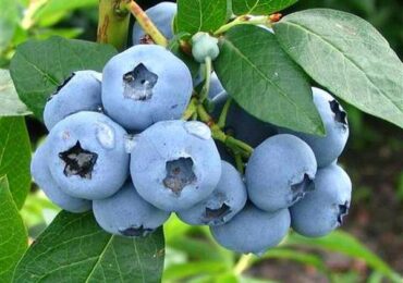 Cезон лохини на Закарпатті стартував на два тижні раніше, ніж торік