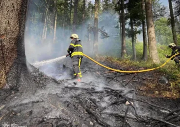 Вогнеборці та лісівники ліквідували пожежу у лісі на Закарпатті