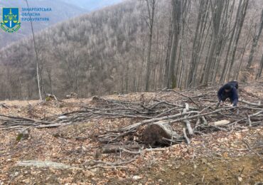 10,5 млн грн збитків через неправомірні рубки в Карпатах – судитимуть трьох посадовців лісоохорони