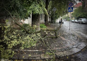 Сильний вітер в Ужгороді поламав гілки дерев вулицях Дворжака та Довженка