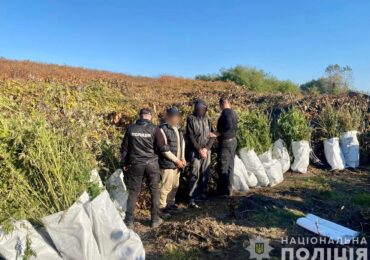 На Закарпатті викрили групу осіб, які виростили плантацію конопель