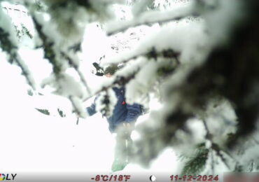 Фотопастка виявила порушників: на кордоні з Румунією затримано групу чоловіків