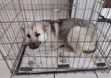 Три собаки з тимчасового притулку у Мукачеві знайшли нові домівки