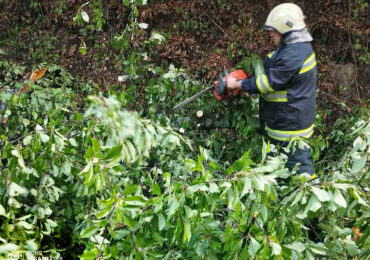 Буревій повалив шість дерев просто на автошляхи в двох районах Закарпаття