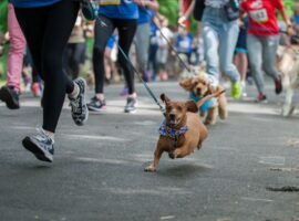 Сьогодні в Ужгороді – забіг з собаками та Uzhhorod Night Run