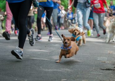Сьогодні в Ужгороді – забіг з собаками та Uzhhorod Night Run