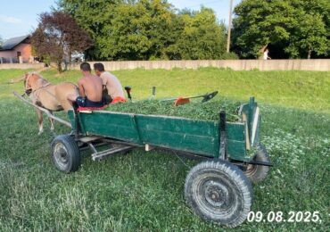 У Мукачеві оштрафували двох чоловіків, які випасали коней на березі річки