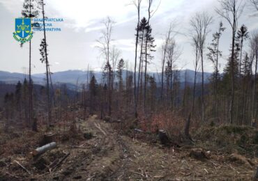 Судитимуть посадовця філії ДП «Ліси України», злочинна недбалість якого призвела до масштабної вирубки лісів в Українських Карпатах