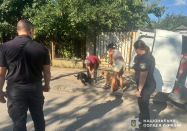 Тварин вилучили: поліція встановила власницю собак, які нападали на людей в Ужгороді