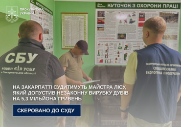 На Закарпатті судитимуть майстра лісу, який допустив незаконну вирубку дубів на 5,3 мільйона гривень
