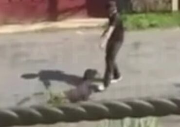 В Ужгороді зафіксували факт жорстокого поводження з собакою