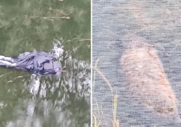 Поліція розпочала перевірку інформації про можливу жорстокість до тварин в Ужгороді