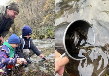 Зариблення на Хустщині: у Ріку запустили мальків струмкової форелі