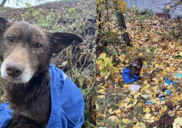 У Мукачеві невідомі стріляли у собаку: поліція розпочала перевірку