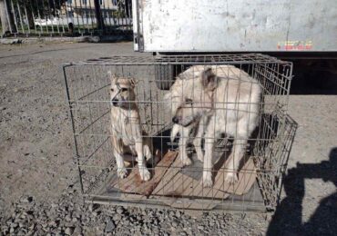 Протягом двох тижнів у Мукачеві у родини прилаштували двох собак