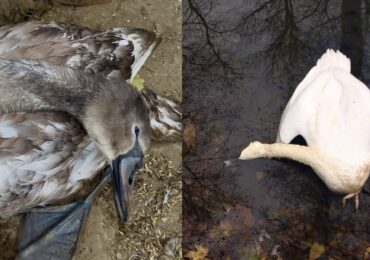 У Буштині отруїли трьох лебедів: поліція розпочала перевірку