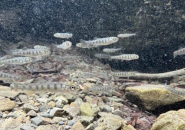 Понад 199 тисяч риб випустили у водойми Закарпаття у 2025 році