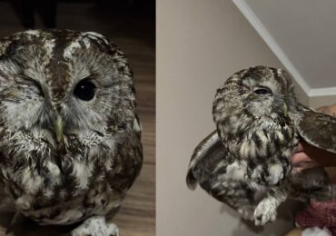 На Закарпатті прикордонники врятували травмовану сову