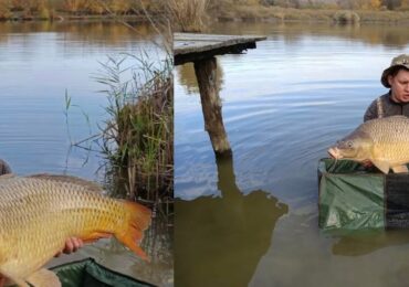 На Мукачівщині рибалка виловив велетенського коропа