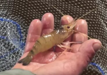 Поблизу Мукачева ветеран Михайло Мальков разом із дружиною Оленою вирощують тепловодну креветку та африканського сома