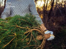 На Закарпатті стартували рейди з виявлення незаконно зрубаних ялинок