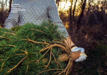 На Закарпатті стартували рейди з виявлення незаконно зрубаних ялинок