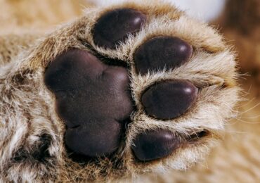 Поліція Ужгородщини встановила підлітків та повнолітнього, які знущалися над котом