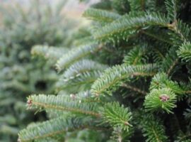 В Ужгороді визначили місця для торгівлі ялинками та новорічними прикрасами