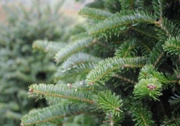 В Ужгороді визначили місця для торгівлі ялинками та новорічними прикрасами