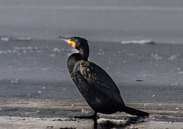 У Мукачеві на Латориці помітили бакланів