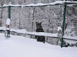 Аномальна зима порушила сплячку бурих ведмедів у реабілітаційному центрі на Закарпатті