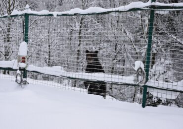 Аномальна зима порушила сплячку бурих ведмедів у реабілітаційному центрі на Закарпатті