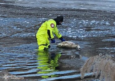 В Ужгороді рятувальники визволили лебедя з крижаної пастки
