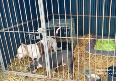 В Ужгороді прилаштували до притулку двох собак, власницю яких виявили мертвою у квартирі