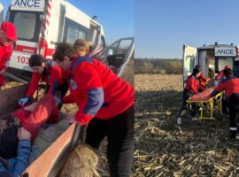 На Мукачівщині в лісі на чоловіка впало дерево: постраждалого госпіталізували