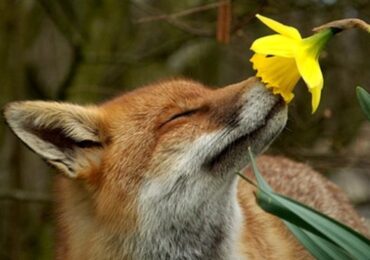 У нацпарку «Синевир» запроваджують сезон тиші