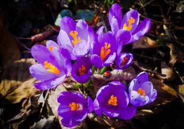 У дендропарку дендропарку «Березинка» розпочалося цвітіння шафранів