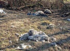 Забруднення довкілля та жорстоке поводження з тваринами в Керецьківській громаді