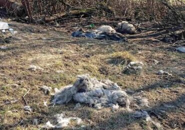 Забруднення довкілля та жорстоке поводження з тваринами в Керецьківській громаді