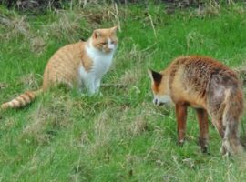 Від початку року на Закарпатті зафіксовано 7 випадків сказу серед тварин