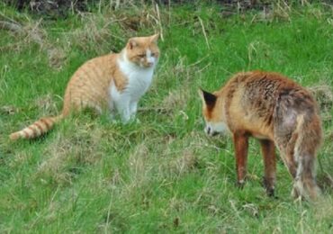 Від початку року на Закарпатті зафіксовано 7 випадків сказу серед тварин