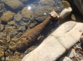 У двох районах Закарпаття виявили та знищили вибухонебезпечні предмети