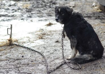 В Україні заборонили тримати собак на ланцюгу