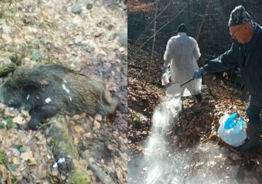 На Ужгородщині підтвердили африканську чуму у дикого кабана