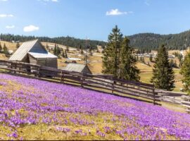 У високогір’ї Карпат почали квітнути шафрани